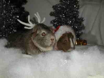 Christmas secret of the Guinea Elves.