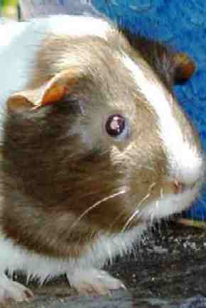 Photo of Guinea Pig