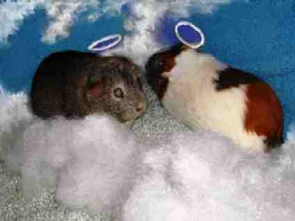 Picture of Guinea Pig